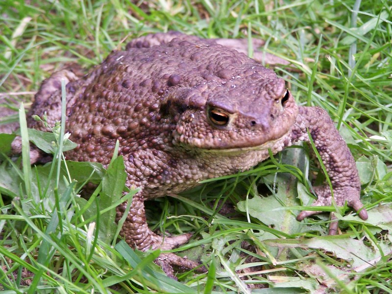Barna varangy