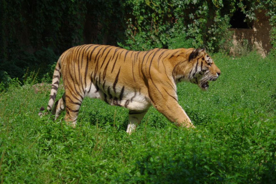 Bengáli tigris