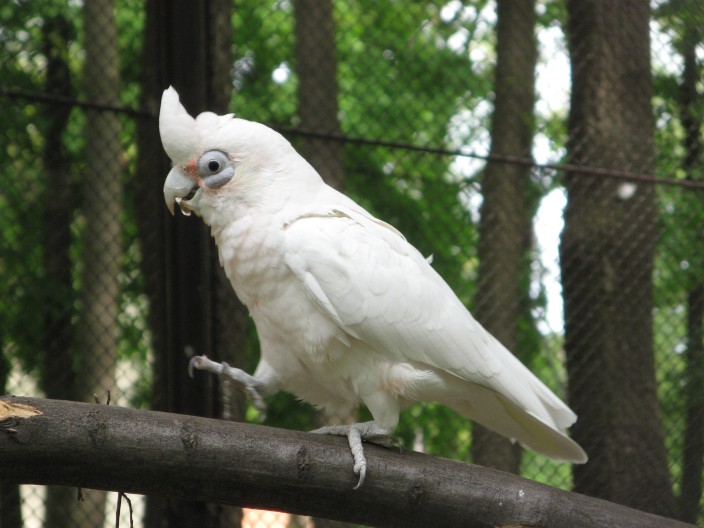 Csupaszszemű kakadu