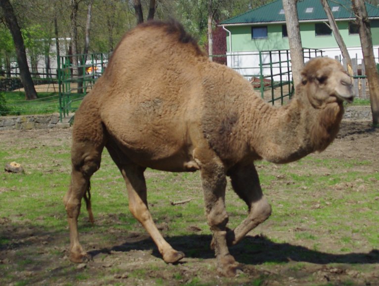 Egypúpú teve