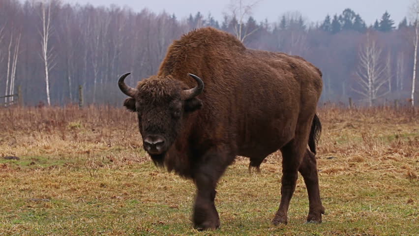 Európai bölény