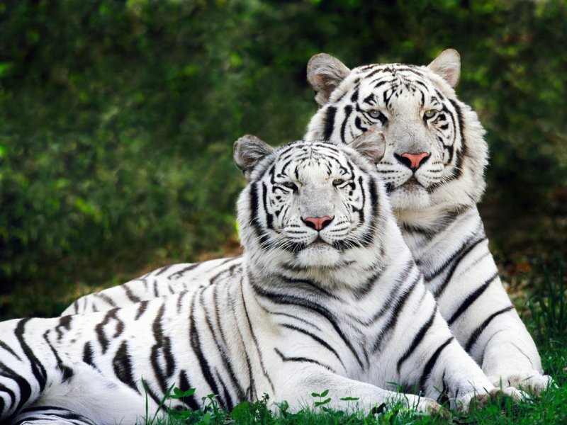Fehér tigris