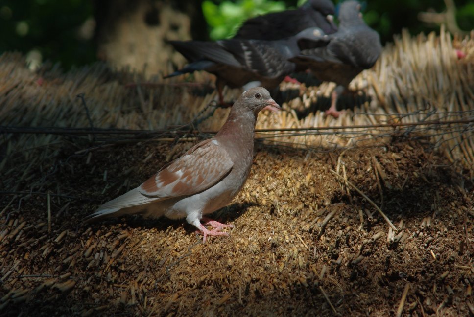 Galambok