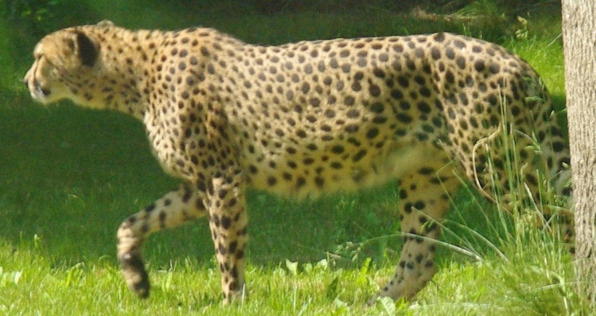 Gepárd