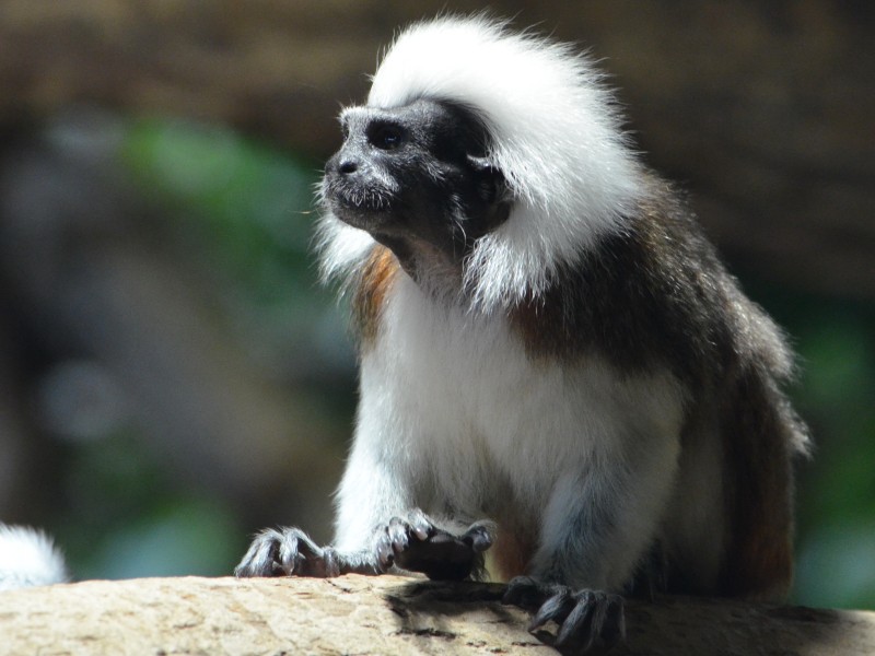 Gyapjasfejű tamarin