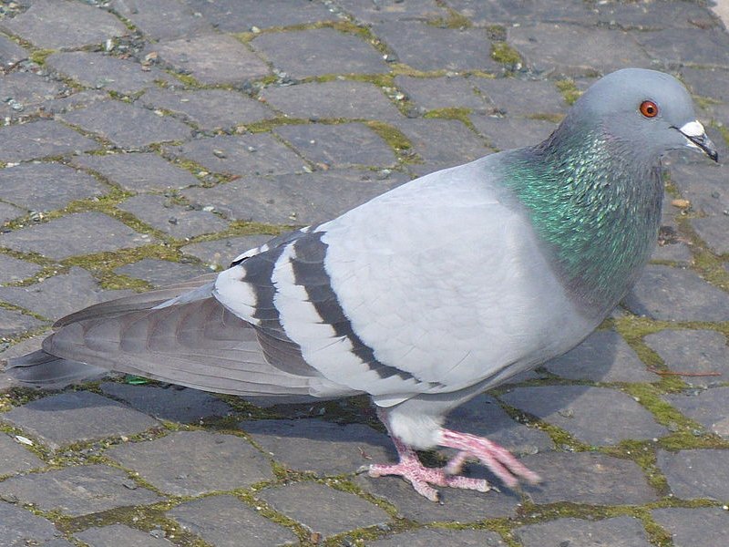 Házigalamb