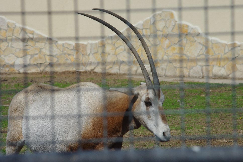 Kardszarvú antilop