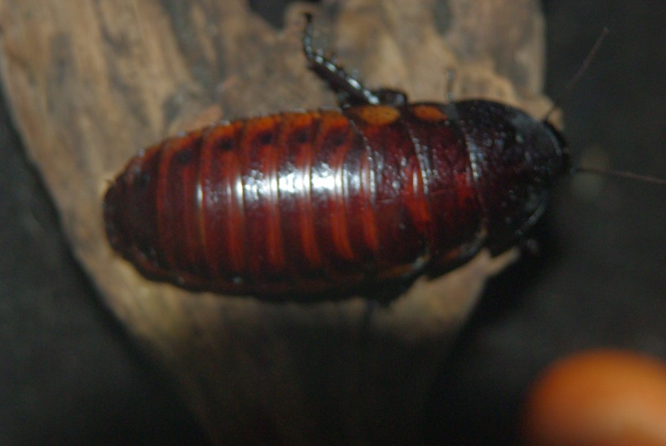 Madagaszkári bütykös csótány