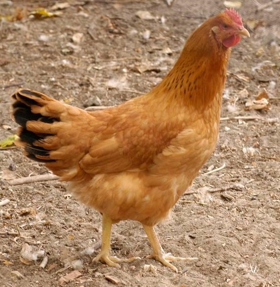 Magyar tyúk