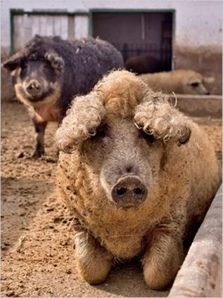 Mangalica