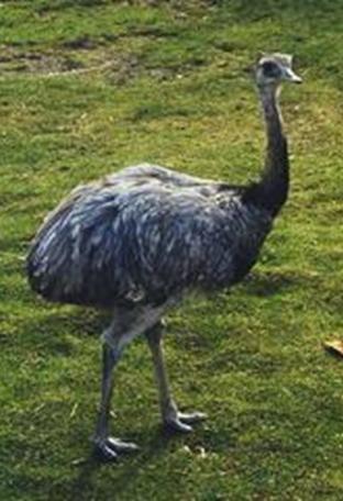 Nandu