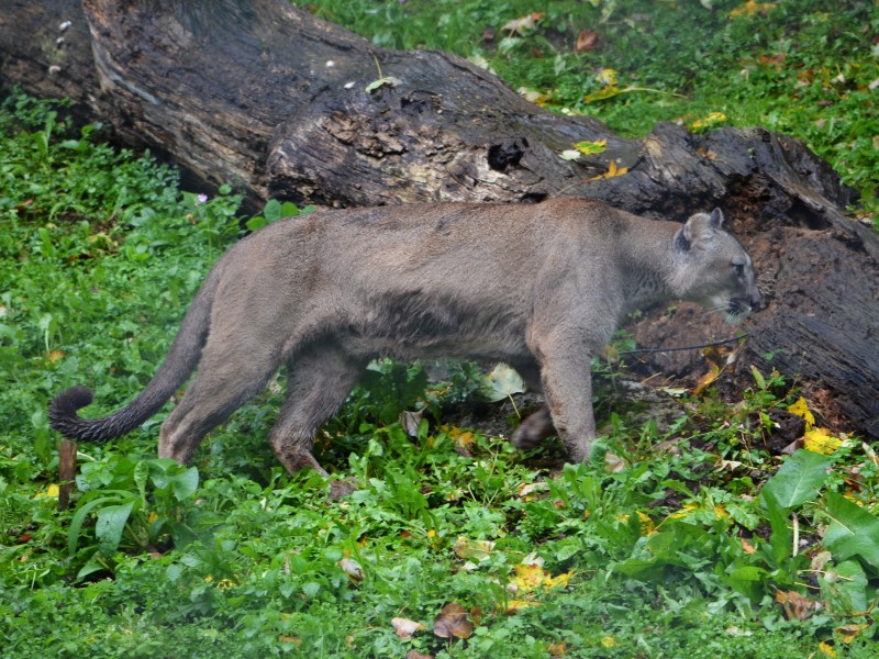 Puma