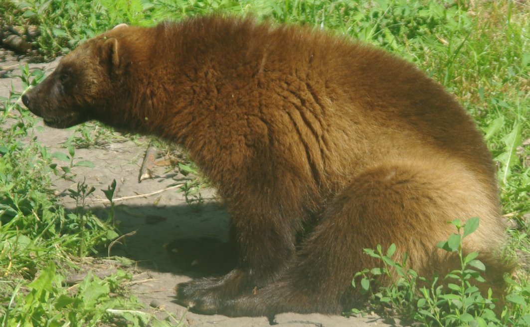 Rozsomák