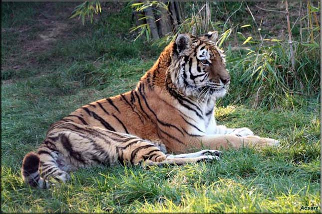 Szibériai tigris