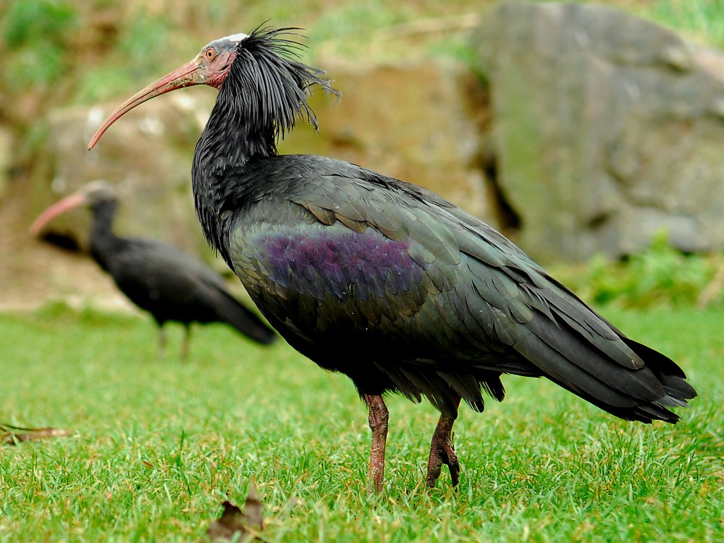 Tarvarjú