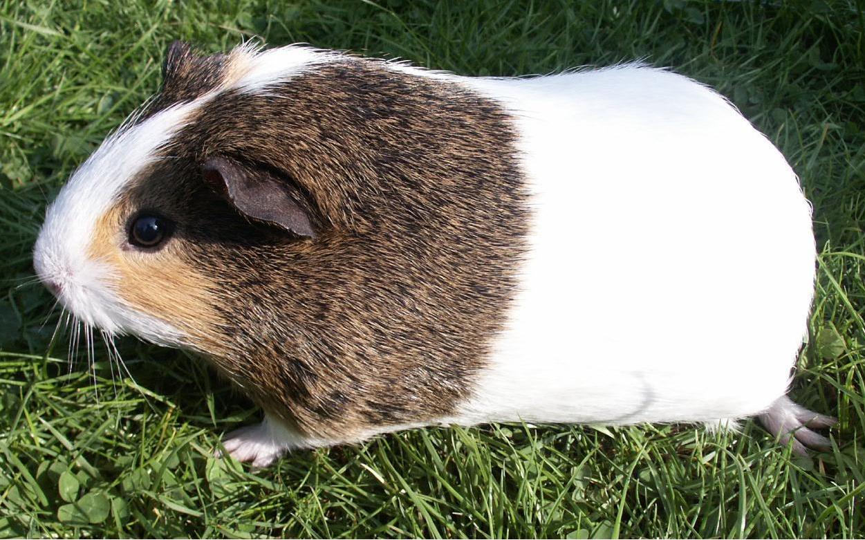 Tengerimalac