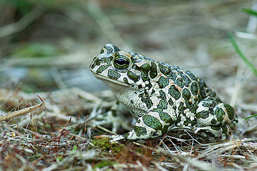 Zöld varangy